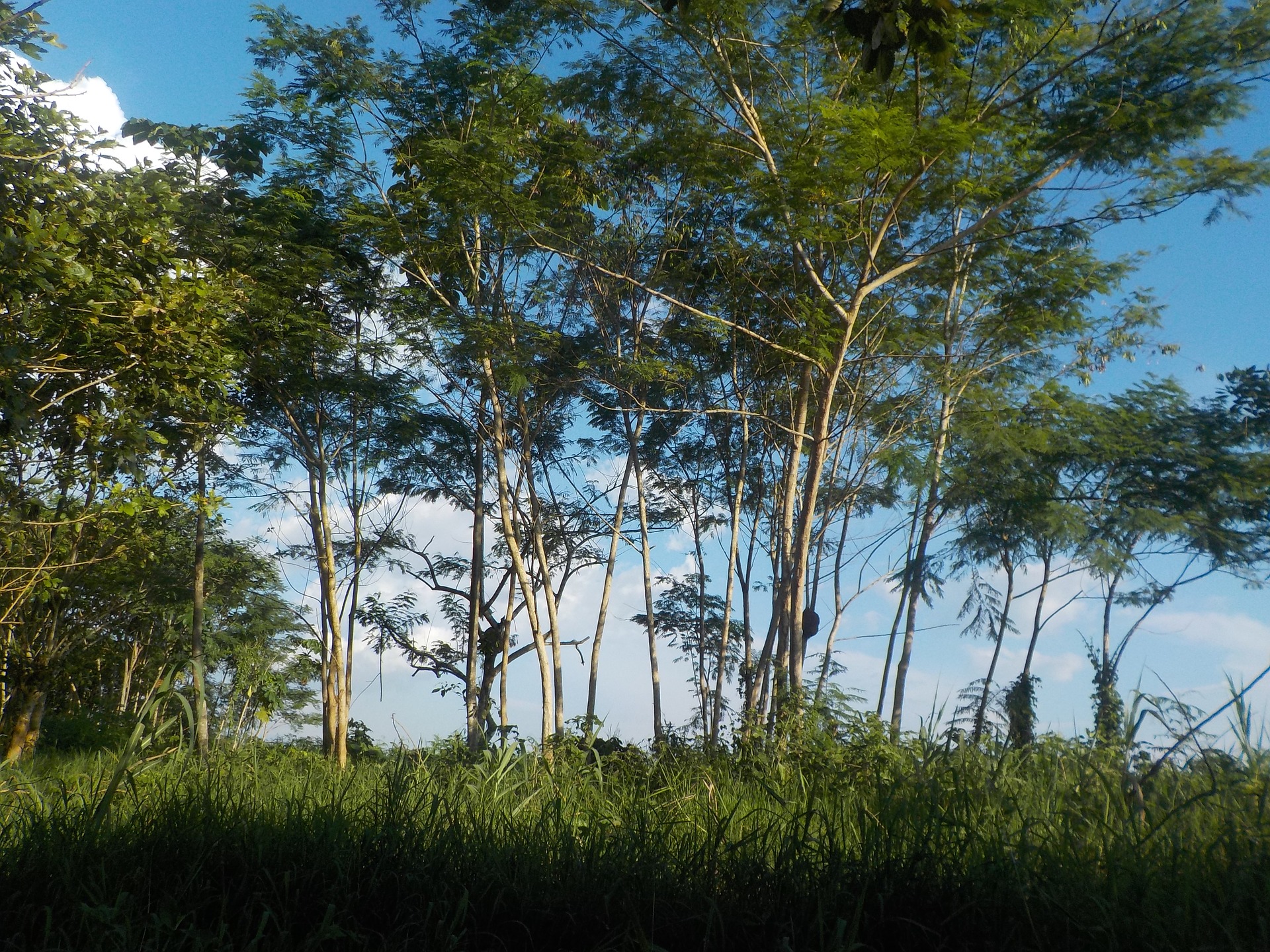 Brésil : une carcasse de baleine découverte à l’orée de la forêt amazonienne