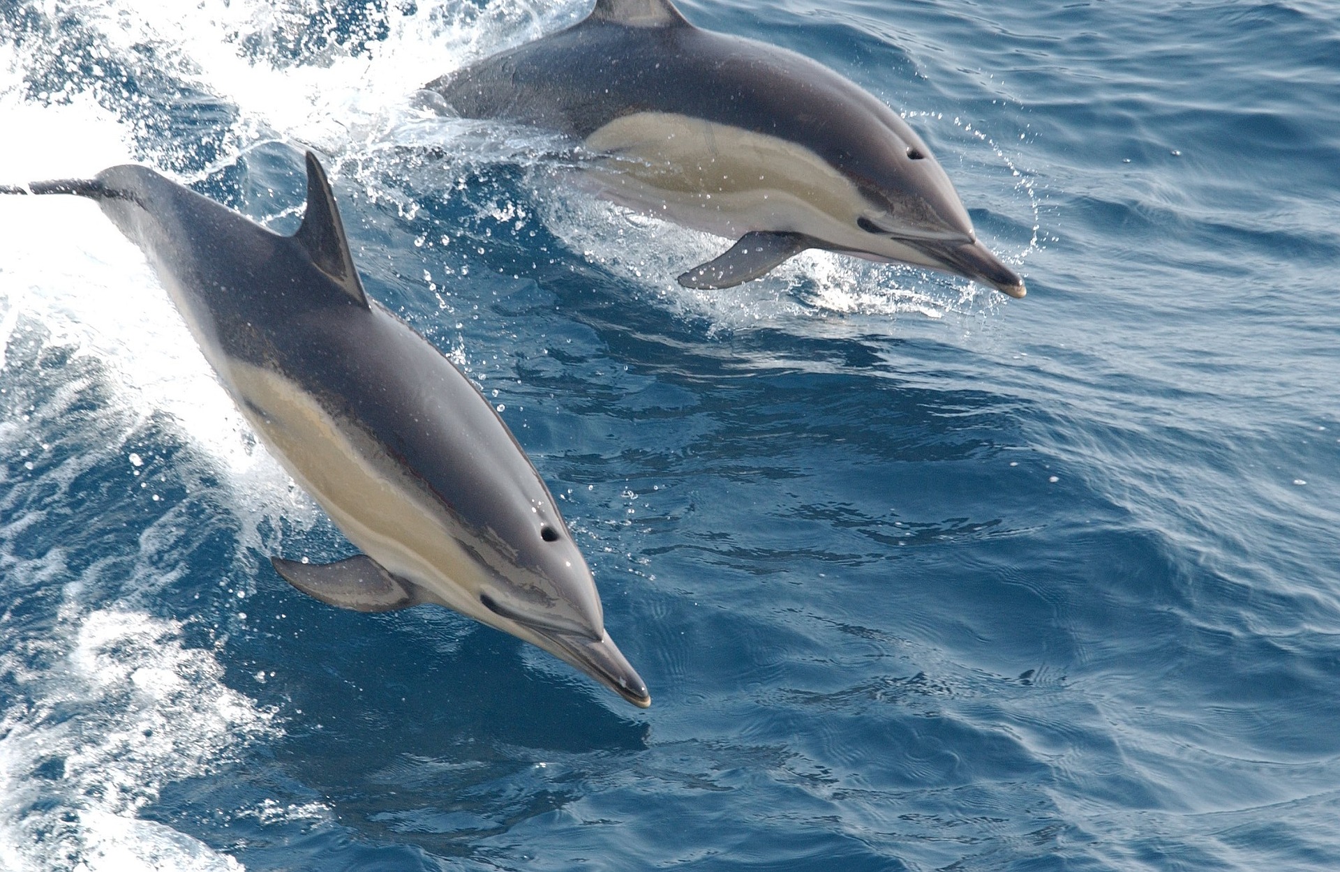 Manche : quatre dauphins échoués remis à l’eau par les pompiers, un cinquième n’a pas survécu