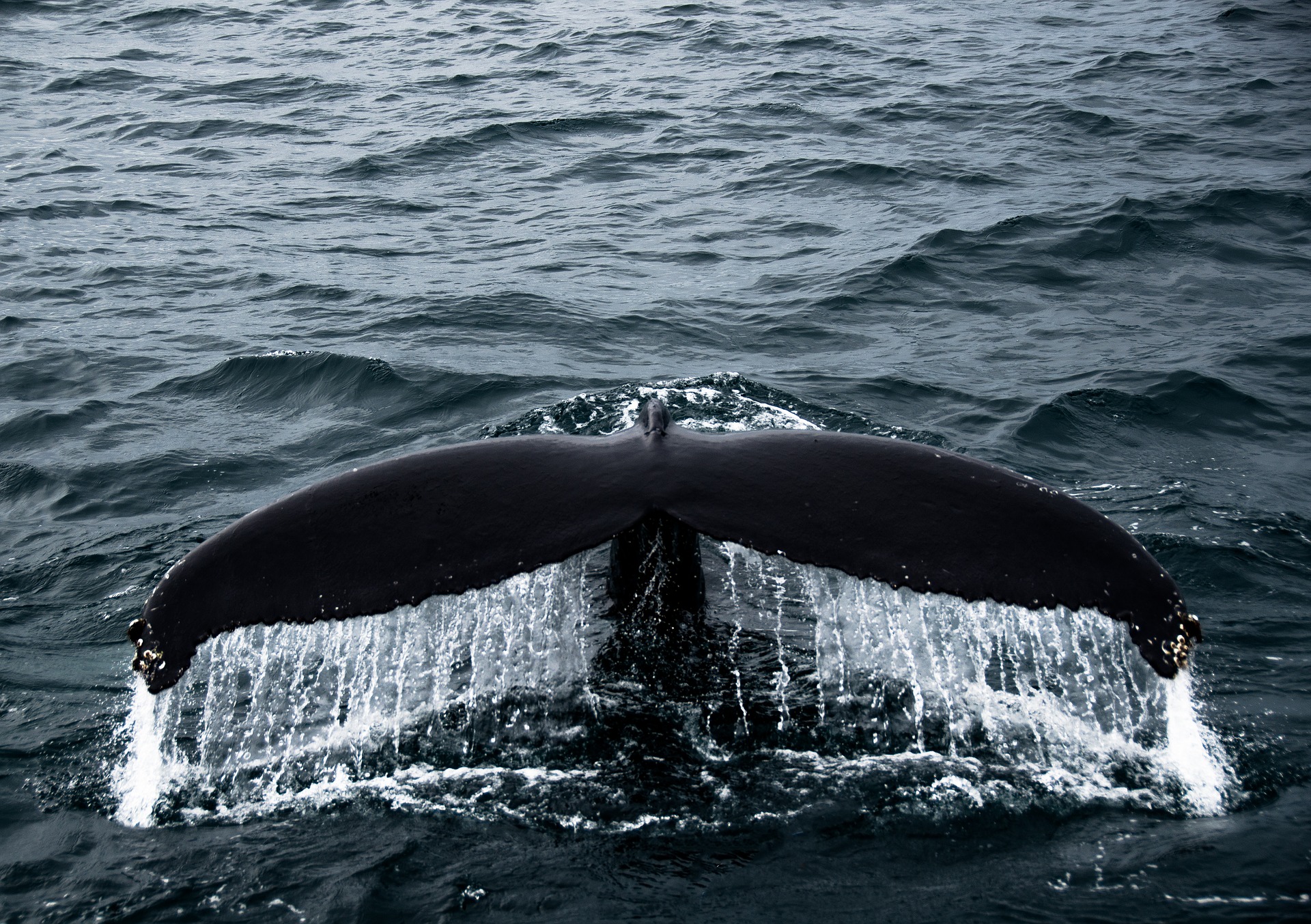 Les traditions migratoires des baleines bleues