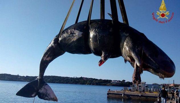 Un cachalot femelle échoué en Sardaigne avec 22 kg de plastique dans l’estomac