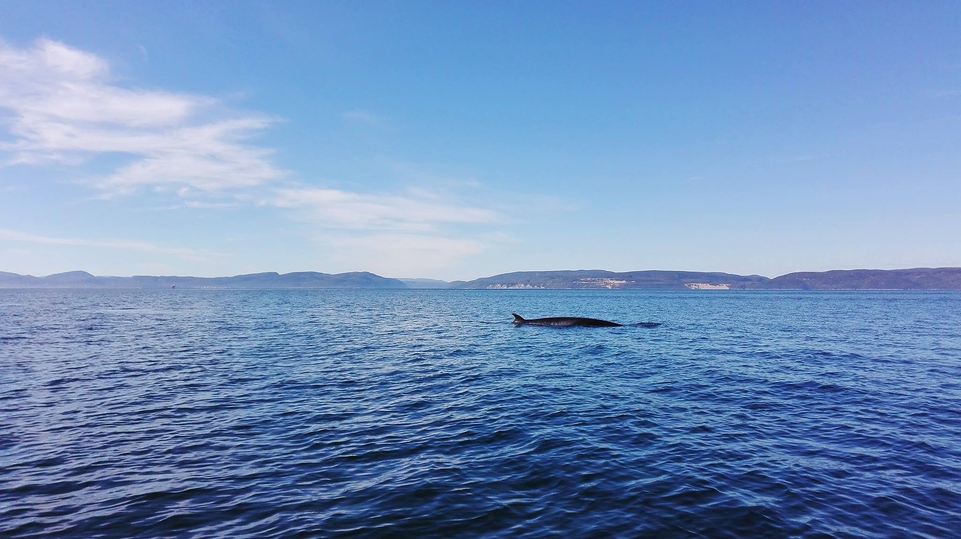 Baleine noire de l’Atlantique Nord : déjà trois baleineaux aperçus en Nouvelle-Angleterre