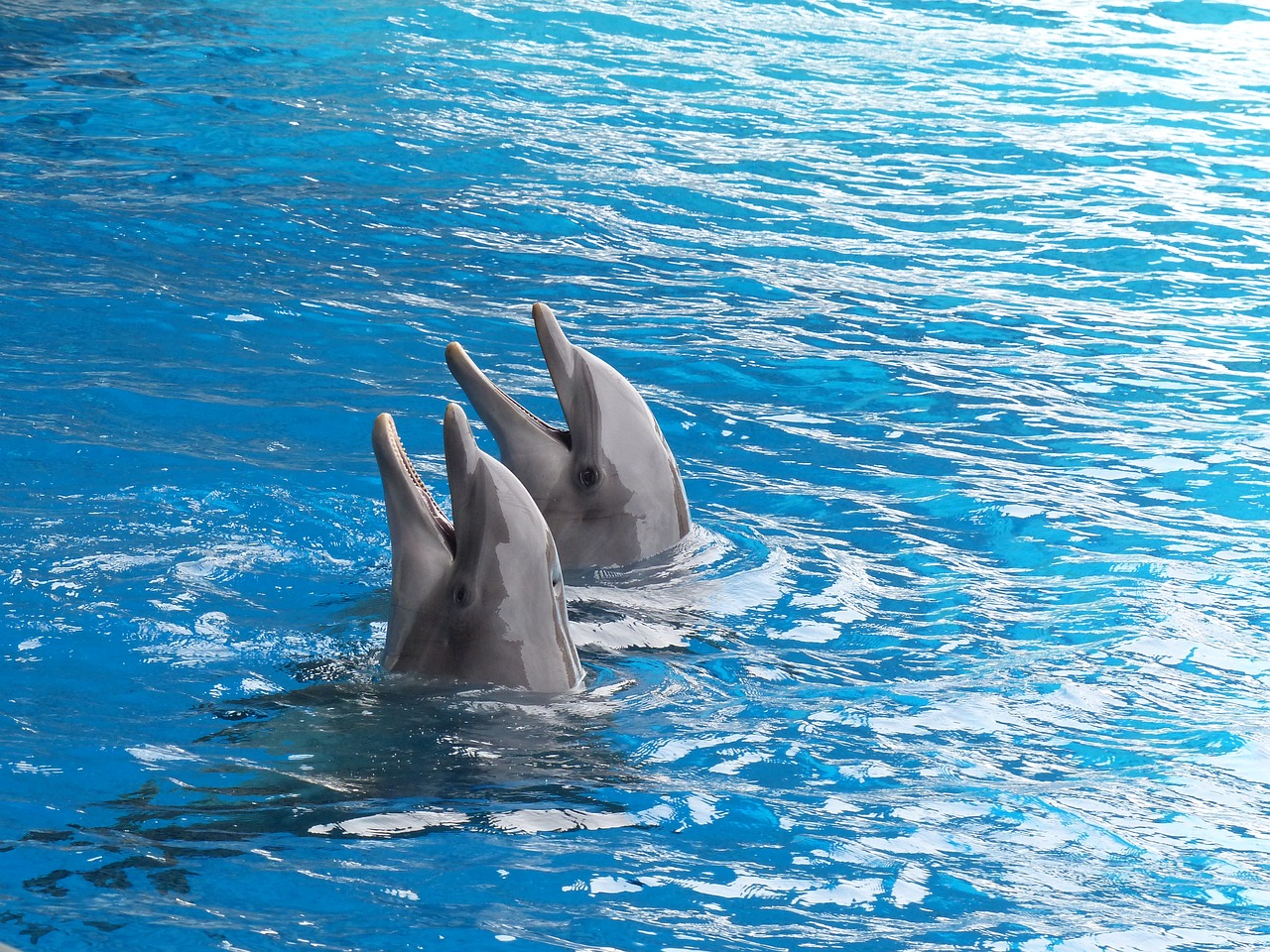 Traduction : l’Iran s’oppose au développement des parcs qui exploitent les dauphins