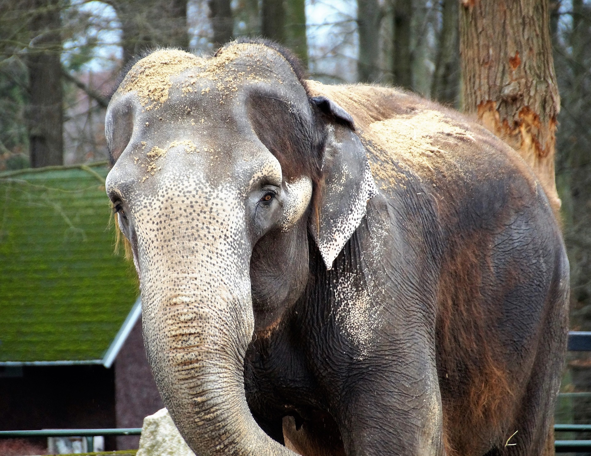 Maltraitance animale : les dix attractions touristiques les plus cruelles