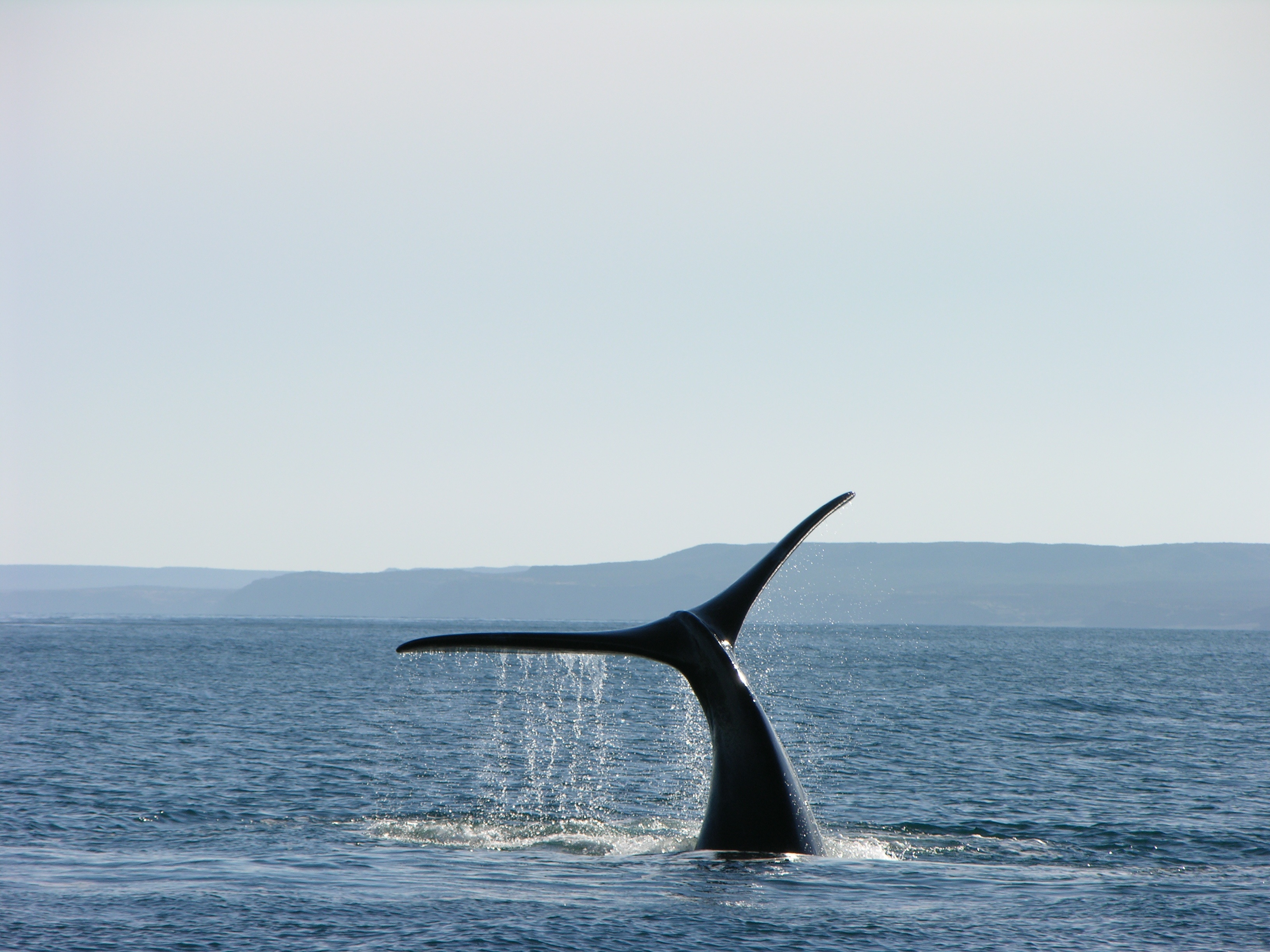 Canada : le nombre de baleines empêtrées aurait été sous-estimé, révèlent des photos de drones