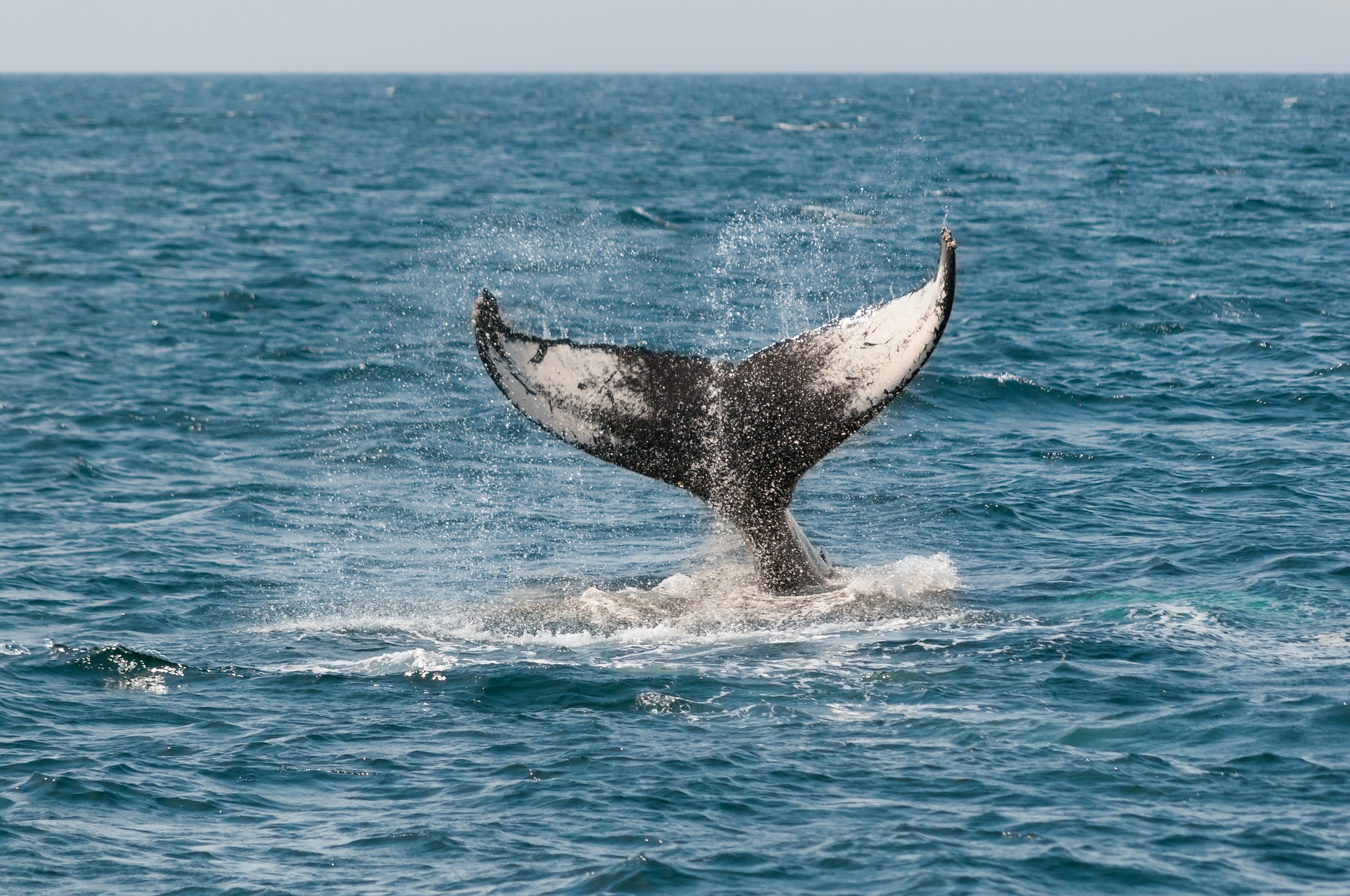 Les baleines empruntent les mêmes routes migratoires depuis 270 000 ans