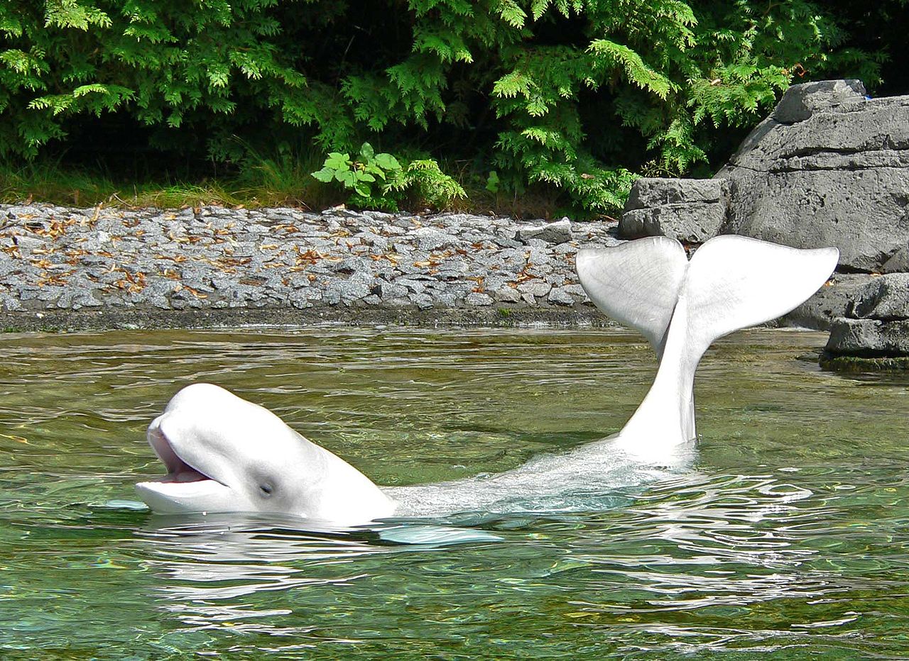 Canada – L’Aquarium de Vancouver poursuit la Ville pour son interdiction des cétacés