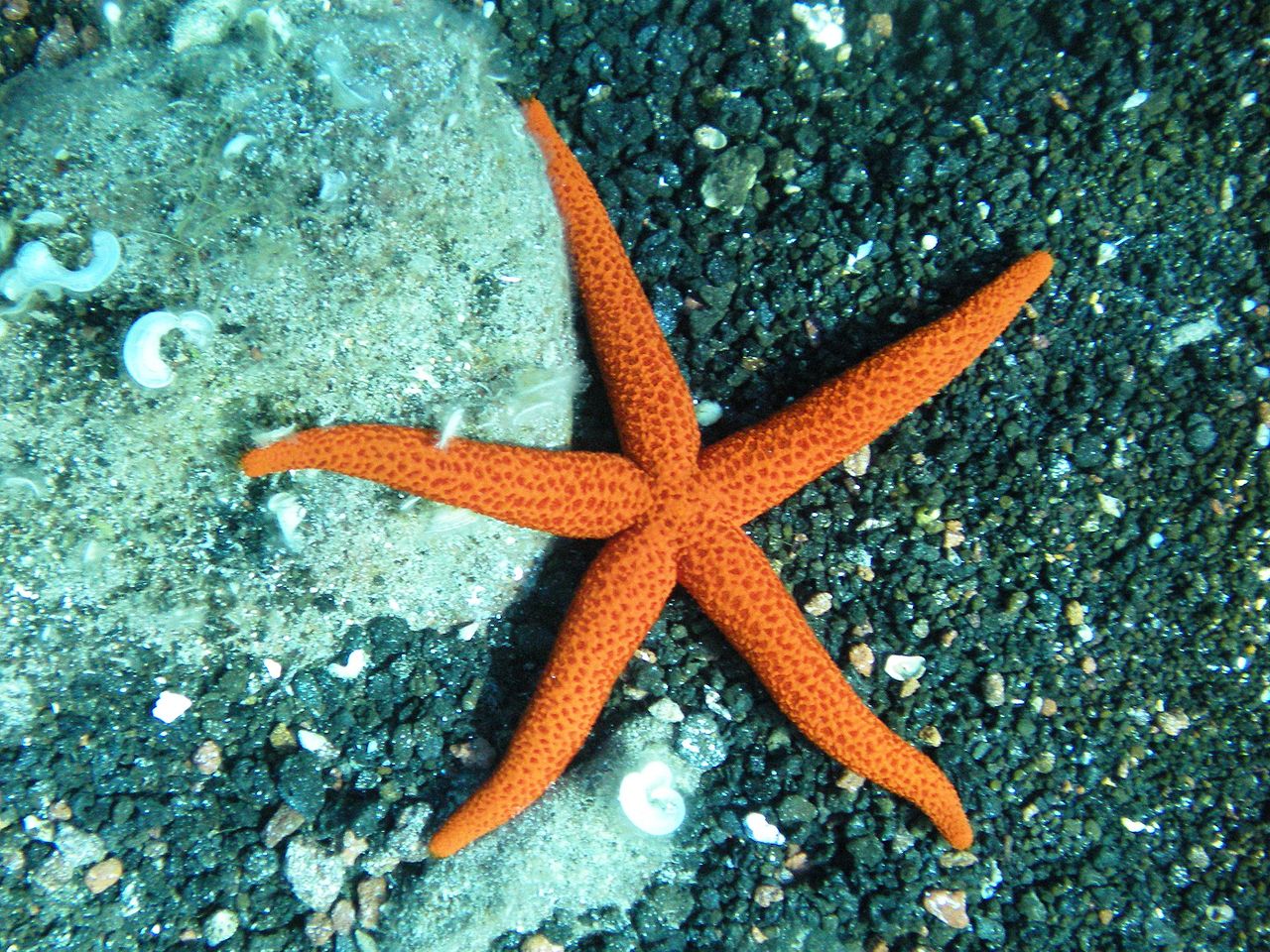 Comment les étoiles de mer se déplacent-elles ?