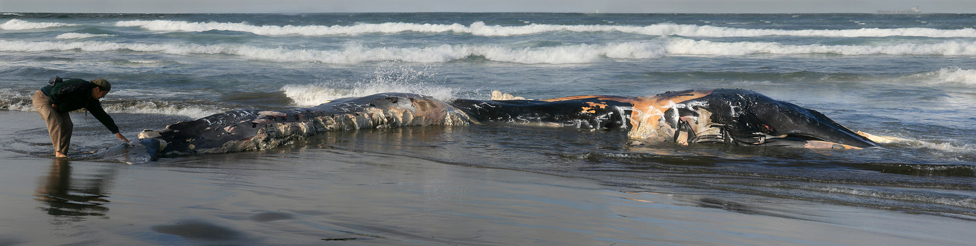 Une baleine retrouvée morte en Sicile avec l’estomac rempli de plastique