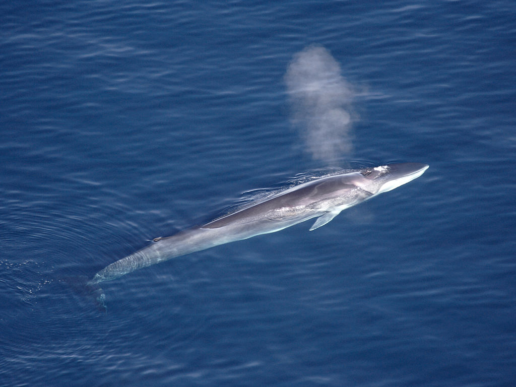 Les baleines vivent mal avec les «bruits humains»