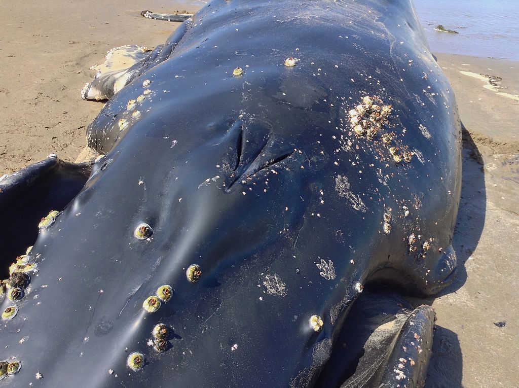 San Francisco : 9 baleines échouées ont été découvertes depuis le mois de mars
