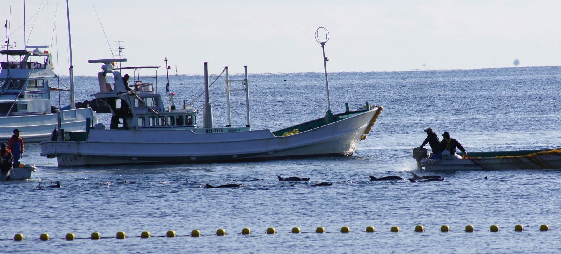 Japon : appel à la fin de la chasse au dauphin devant un tribunal