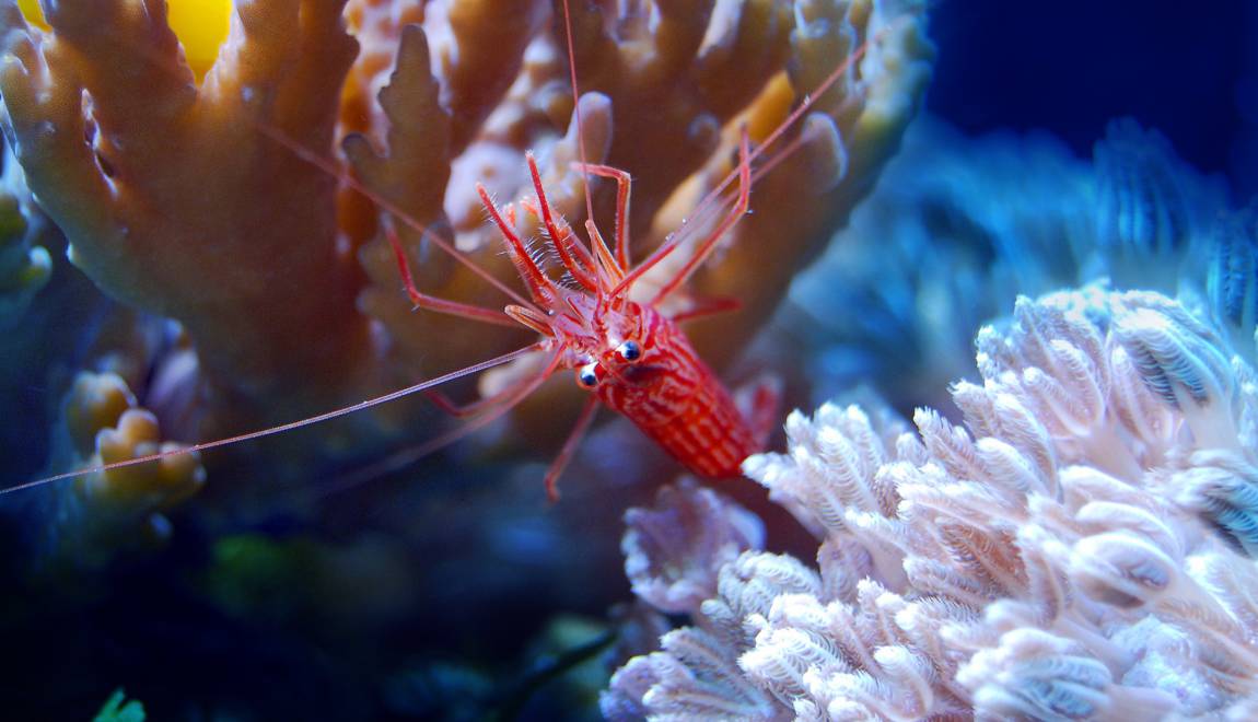 À cause du manque d’oxygène dans les océans, les invertébrés marins deviennent aveugles