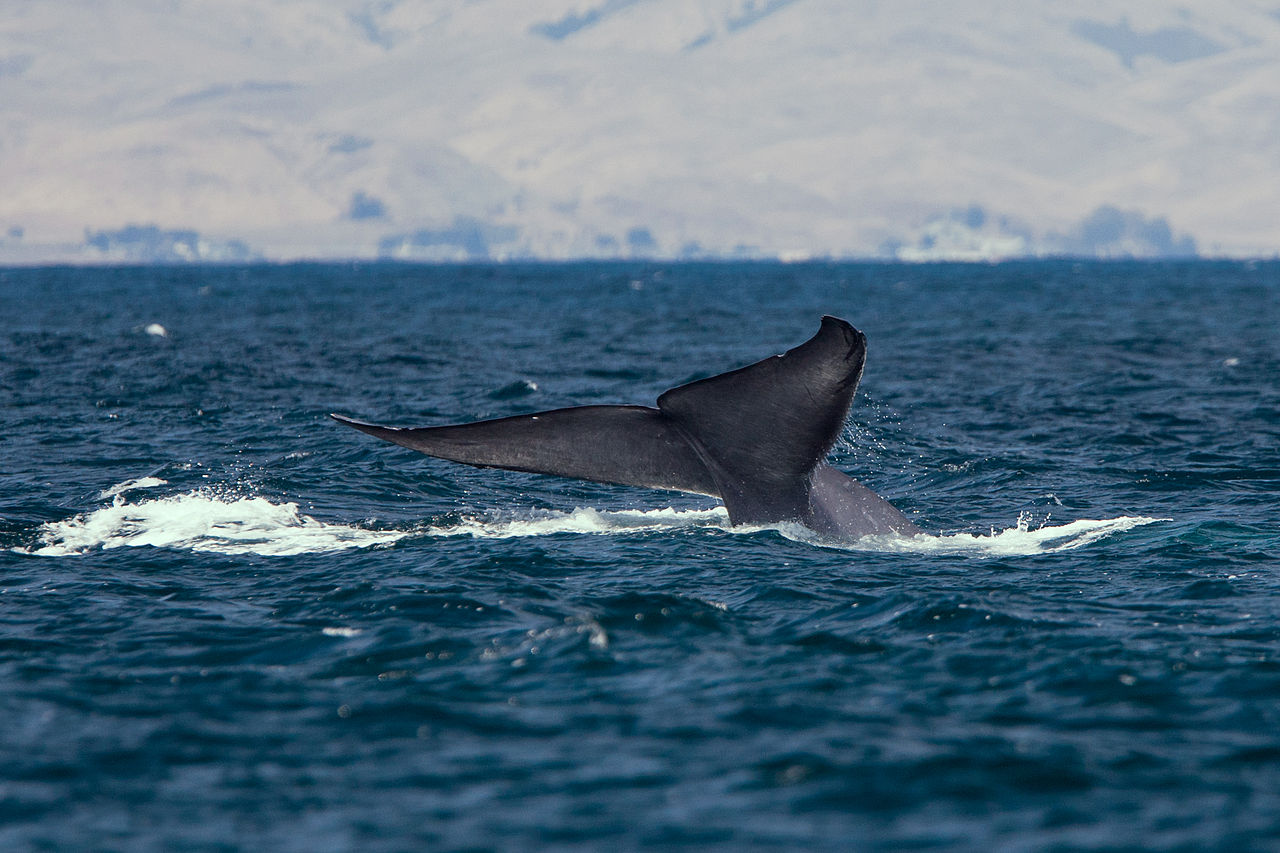 L’Islande renonce à la chasse au rorqual commun pour cet été