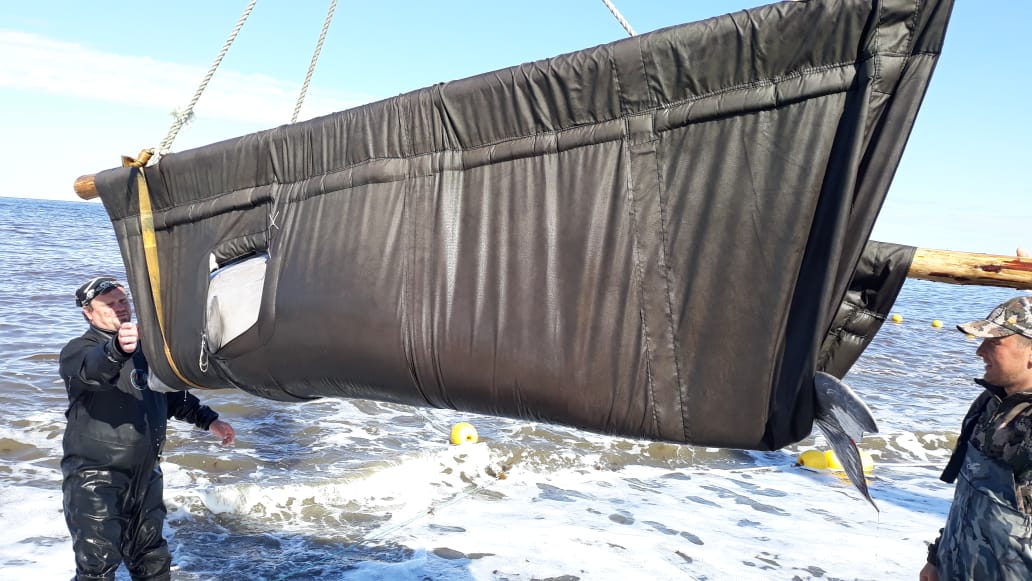 En Russie, un premier groupe d’animaux marins de la «prison des baleines» relâché en milieu naturel