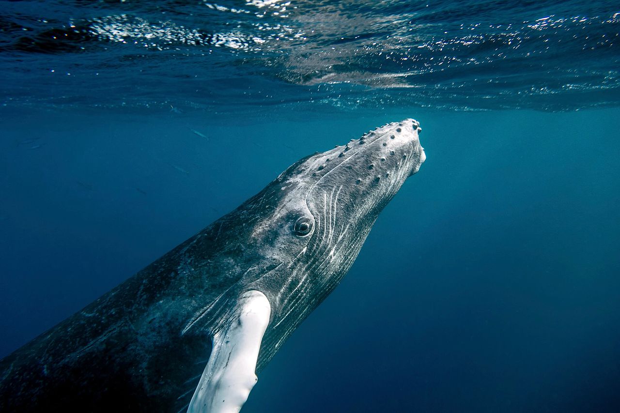 Ile de la Réunion – Les premières baleines de la saison 2019 sont arrivées !