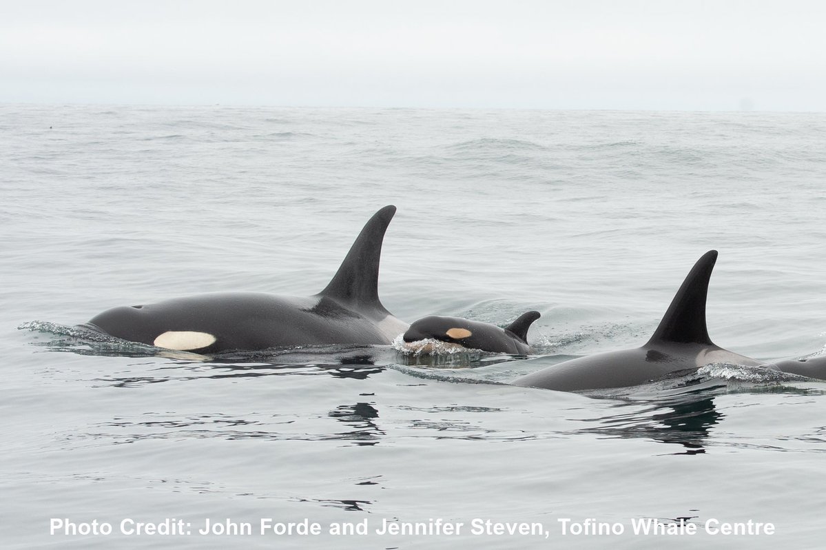 Colombie-Britannique : un épaulard nouveau-né aperçu en train de nager parmi les orques du Pod J