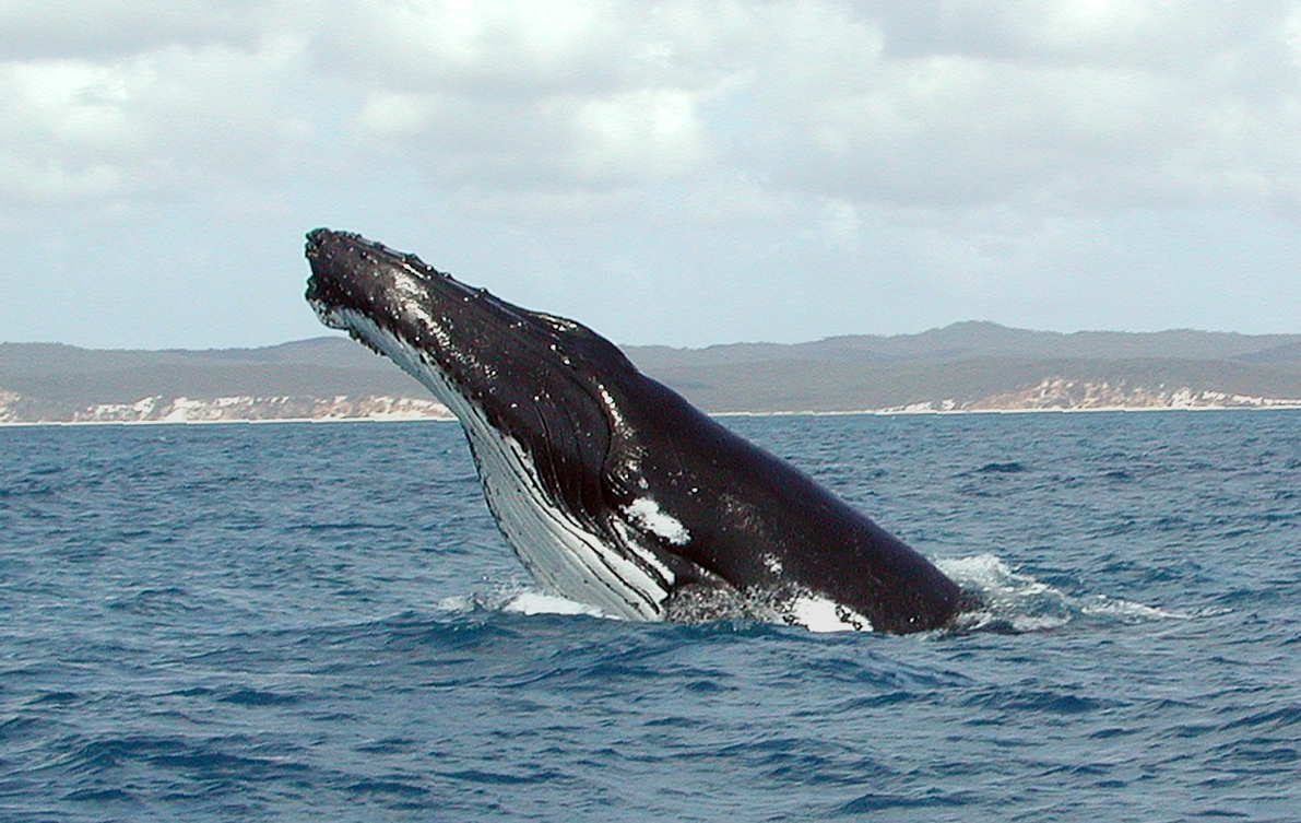Une baleine à bosse observée entre la Corse et Capraia