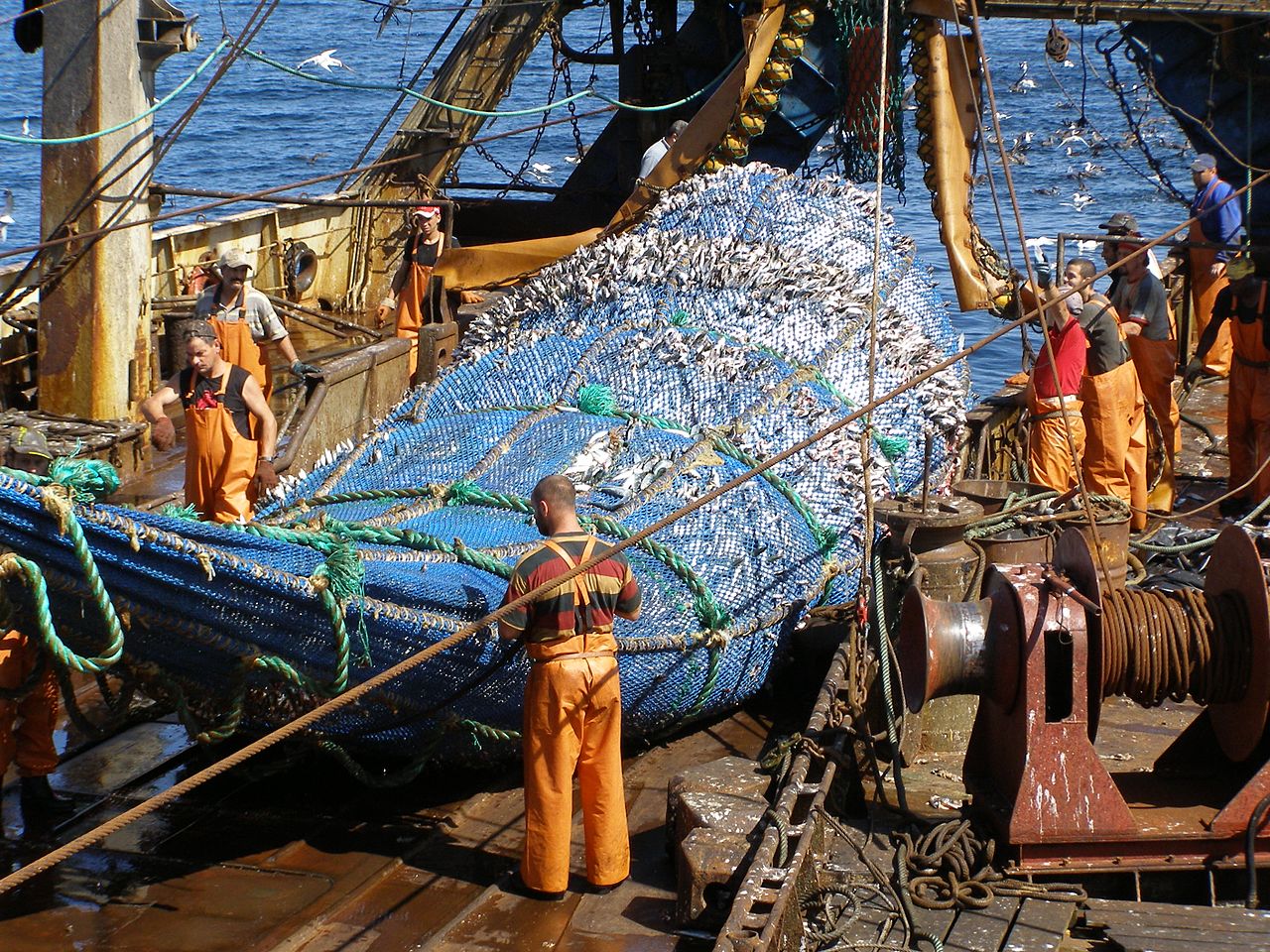 Limiter les captures accidentelles de dauphins grâce à un nouveau projet