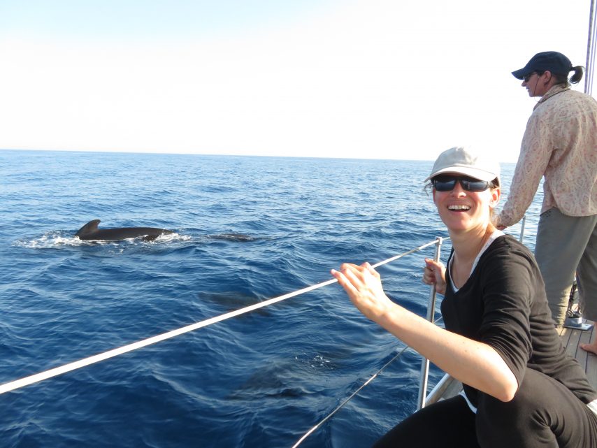 Environnement : dauphins, globicéphales et cachalots désertent le Golfe du Lion
