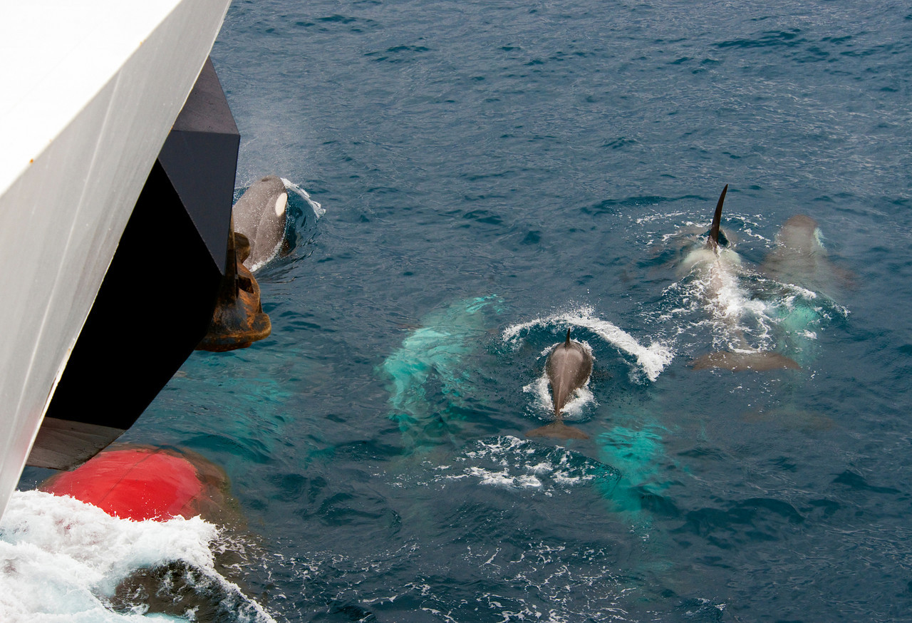 La libération des animaux captifs de la «prison des baleines» russe immortalisée en vidéo