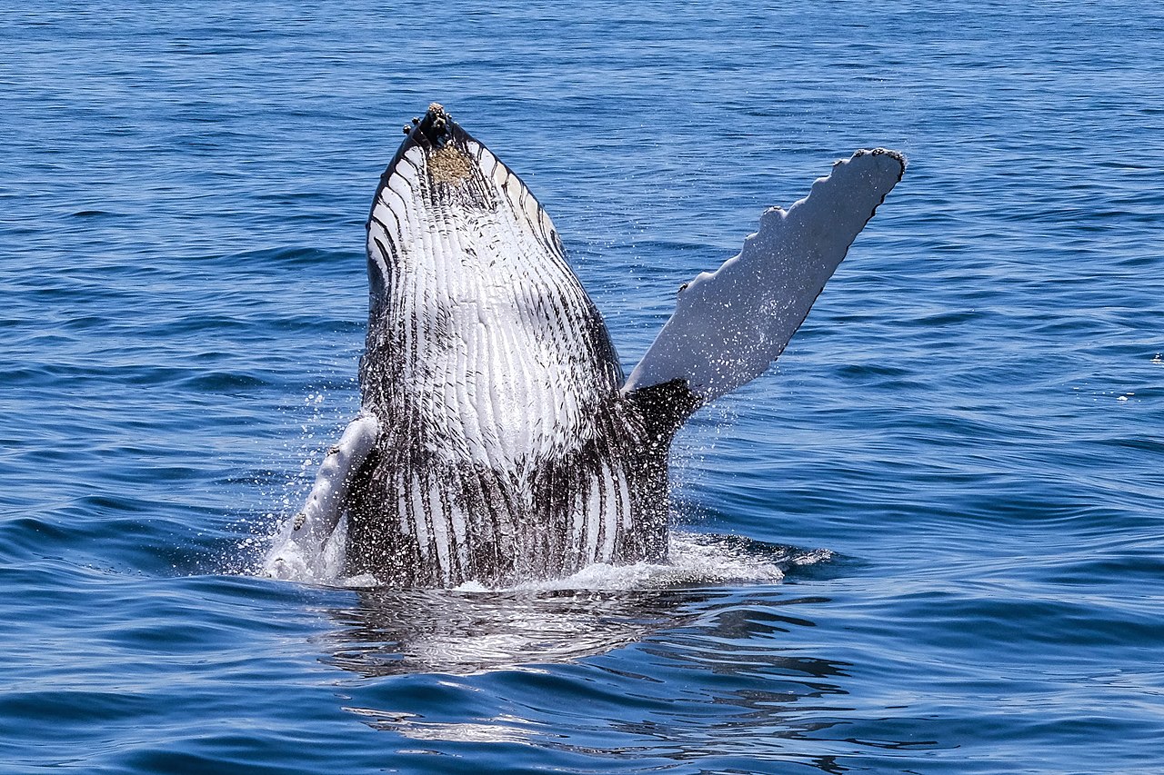 Chant des cétacés : les baleines préparent leur tube de l’hiver