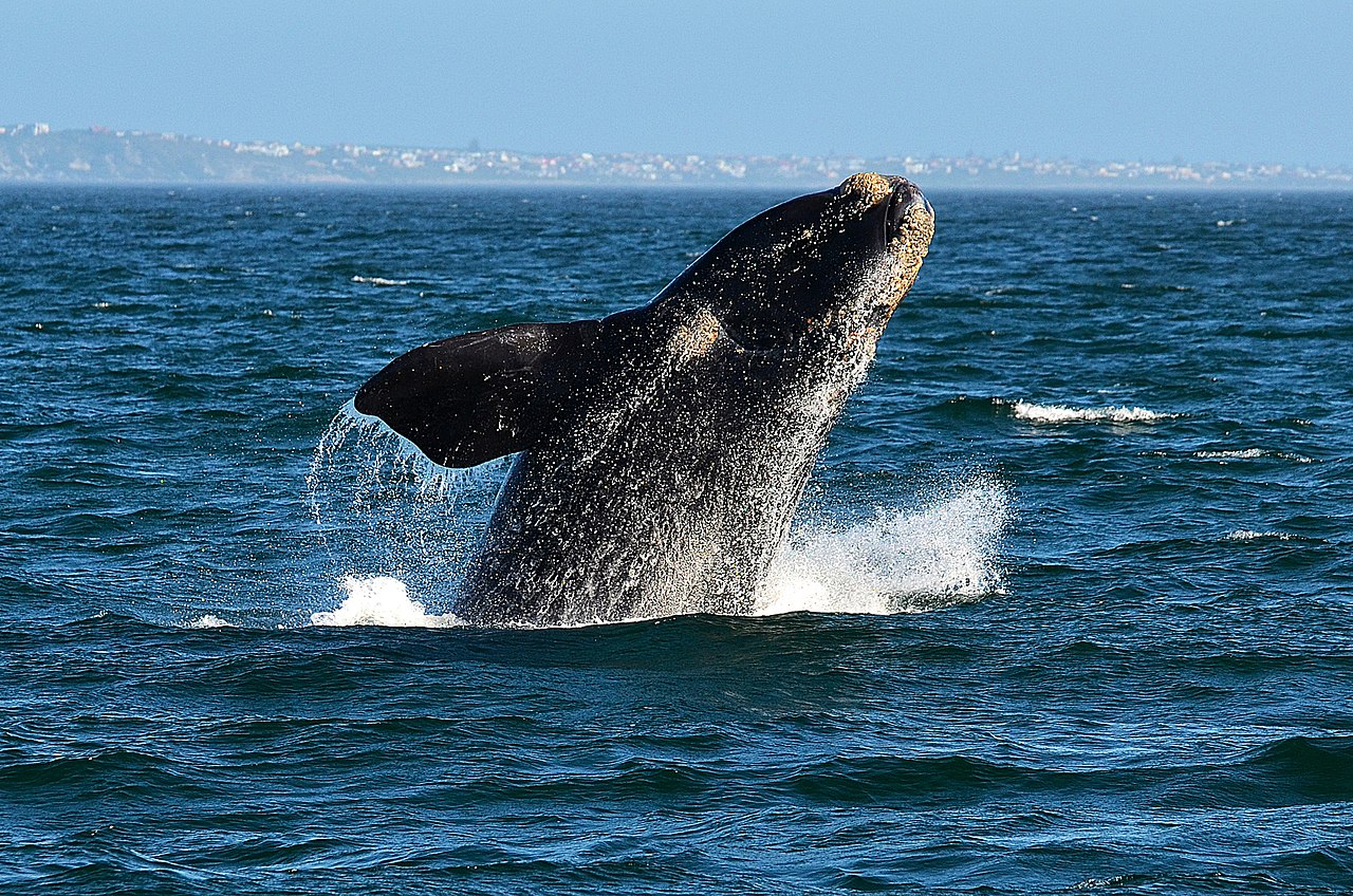 Bretagne – Une baleine d’une espèce rare aperçue dans le Finistère