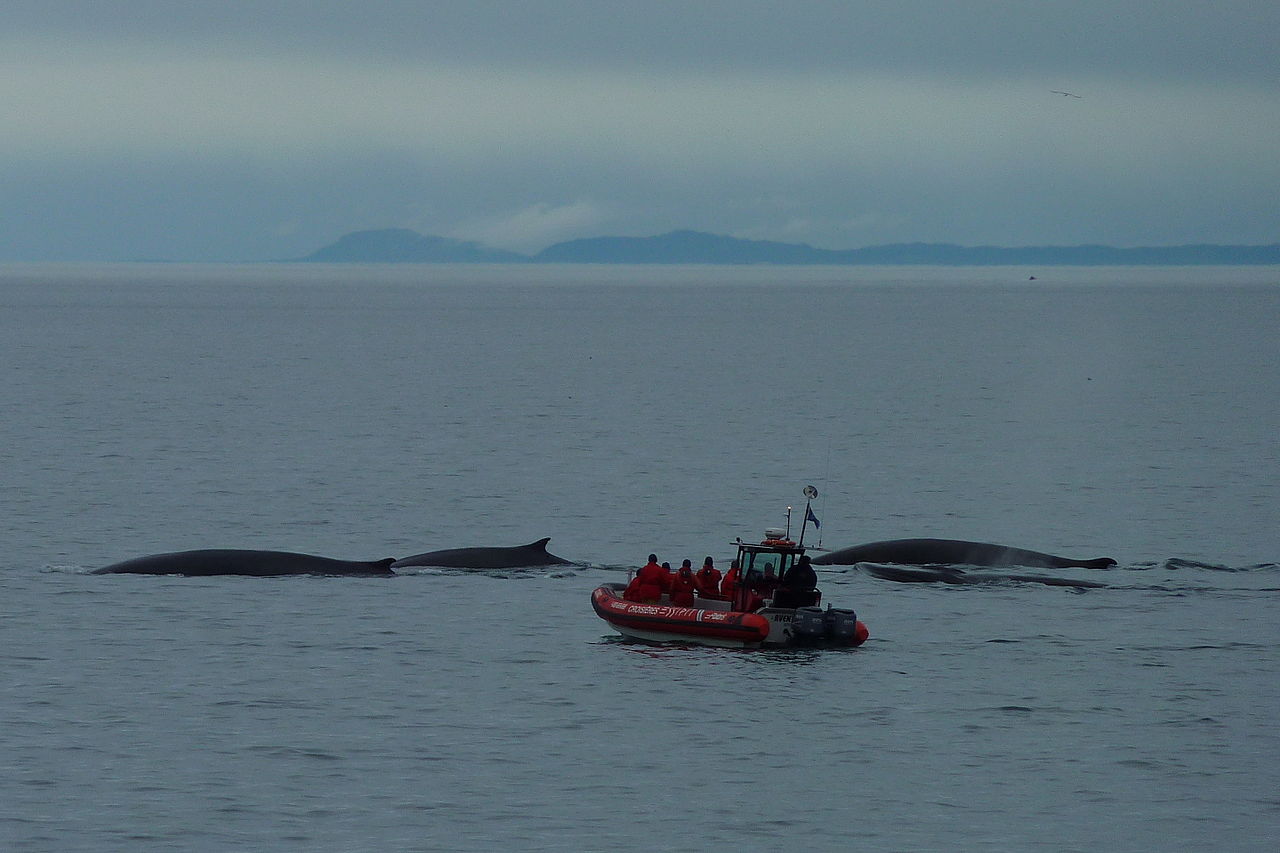 Canada – 3 M$ pour la protection des mammifères marins