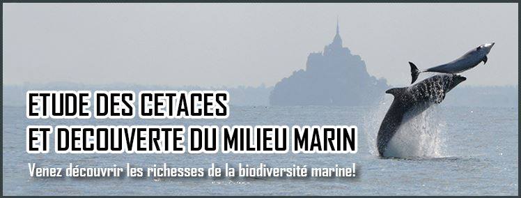Cycle de conférences « Les mammifères marins de Bretagne » – Tous les lundis cet été, Cancale (35)