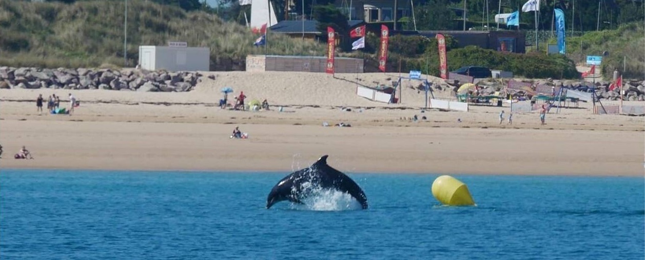 Fréhel, Bretagne – Des dauphins font un festin et régalent les baigneurs