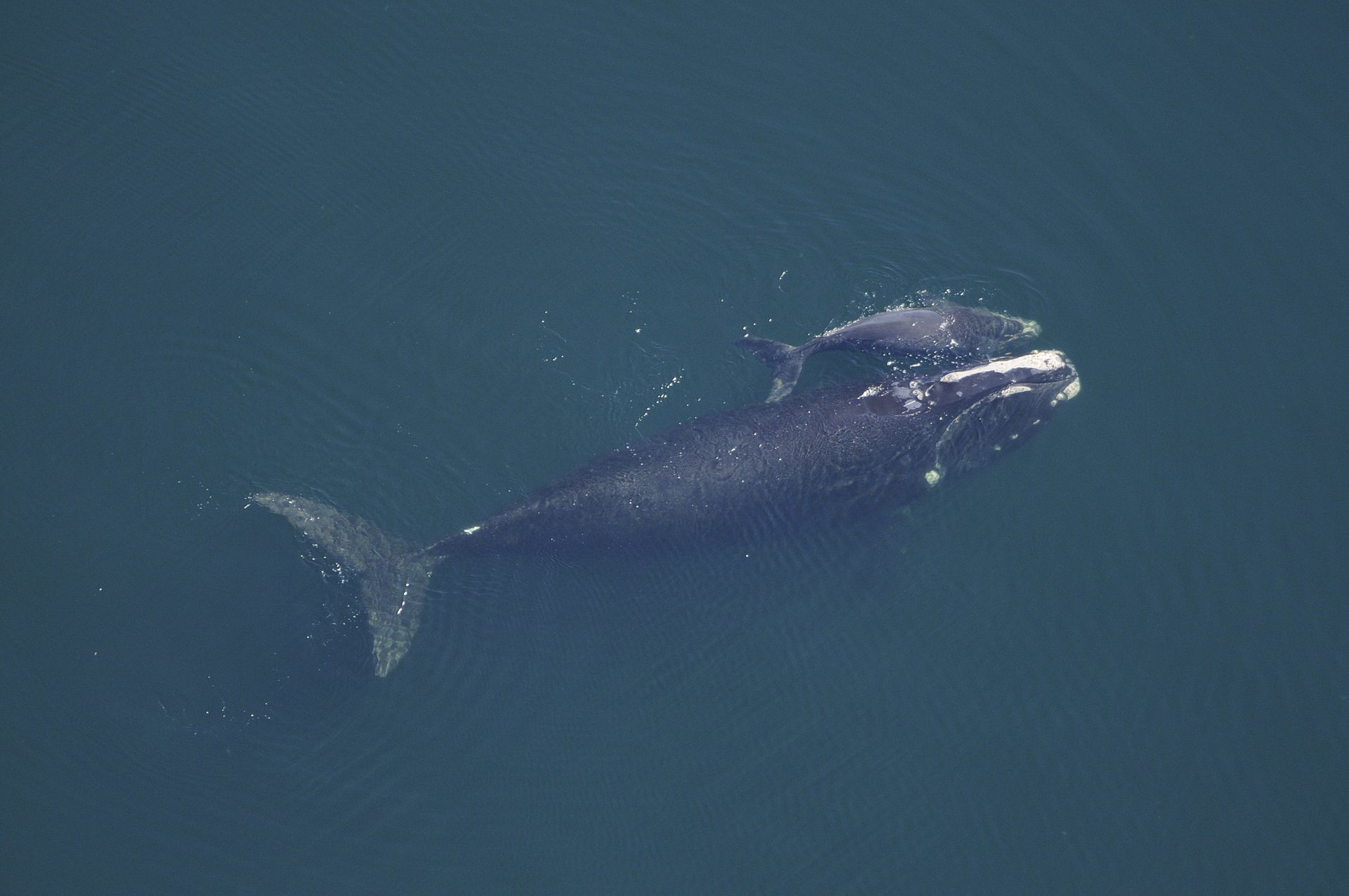 Canada – Baleines noires : il reste beaucoup de travail à faire, affirme le ministre