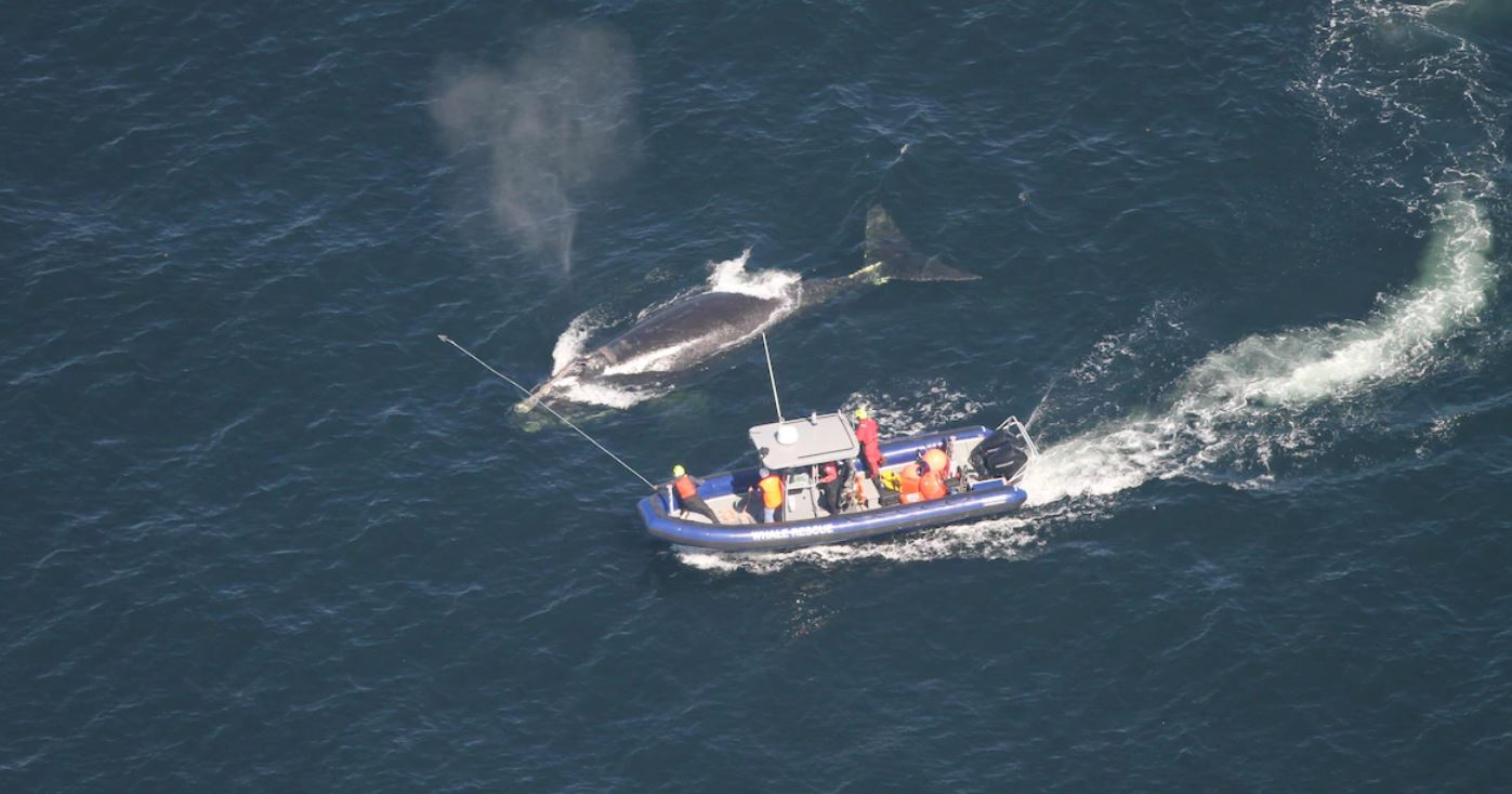 Canada – Opération de sauvetage : une baleine noire partiellement libérée de ses entraves