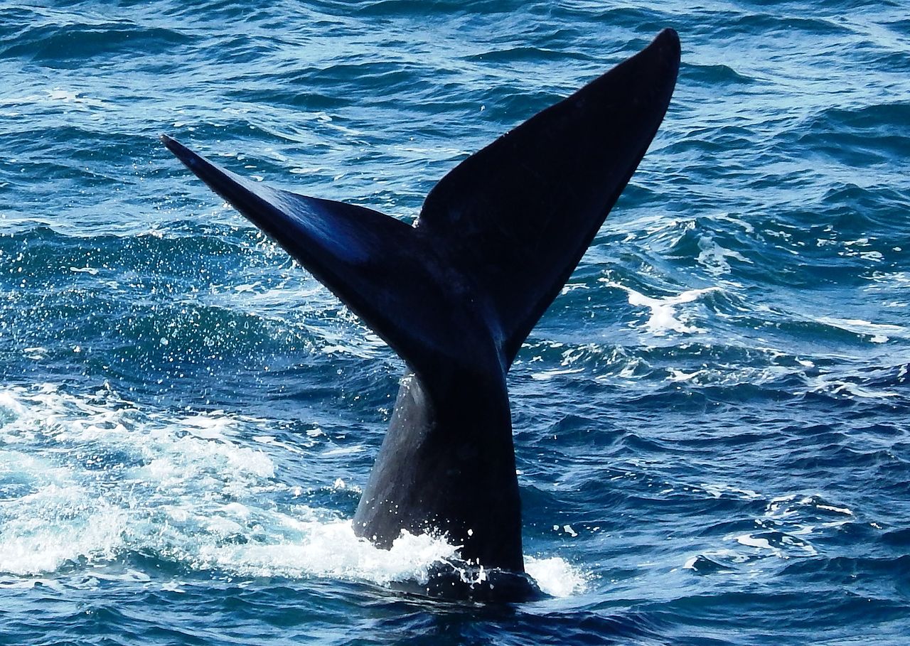 L’Afrique du Sud suspend la pêche au poulpe après la mort de baleines
