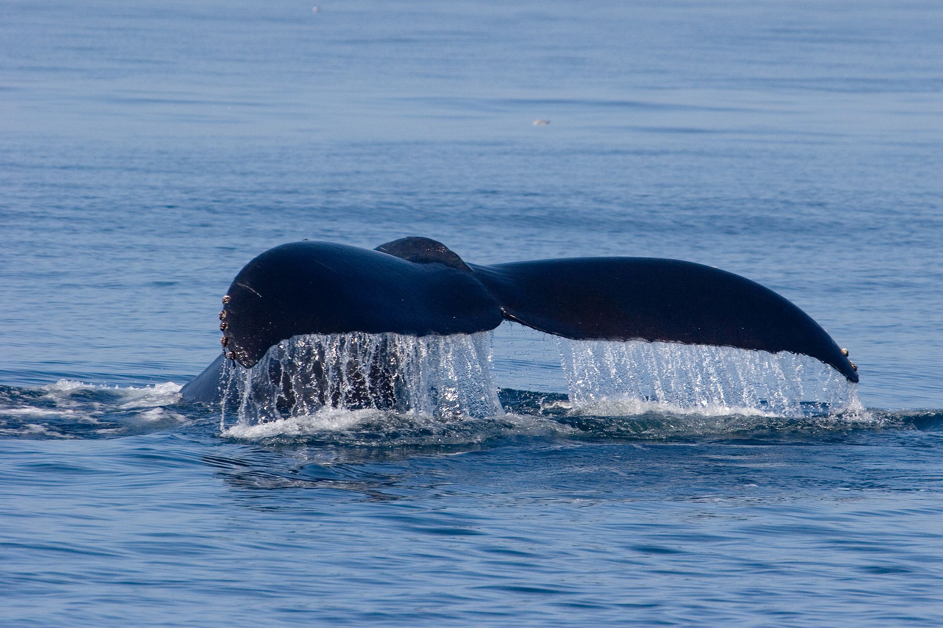 Vidéo – Afrique du Sud : la population de baleines à bosse est repartie à la hausse