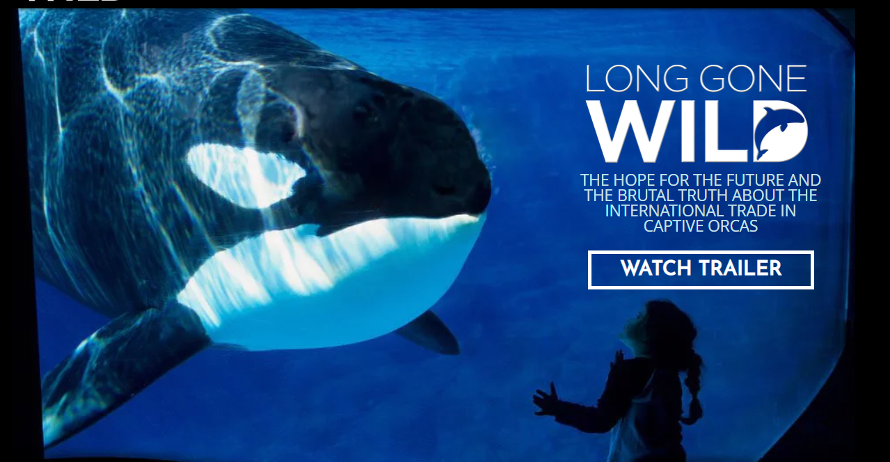 Un nouveau documentaire sur les orques donne un nouvel élan à l’effet Blackfish