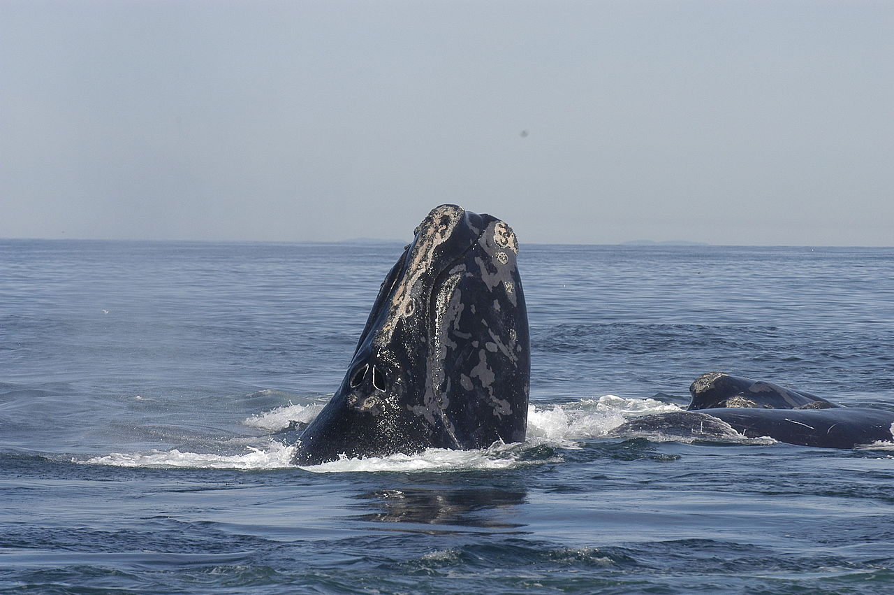 Canada – Trois baleines noires en détresse dans le golfe du Saint-Laurent