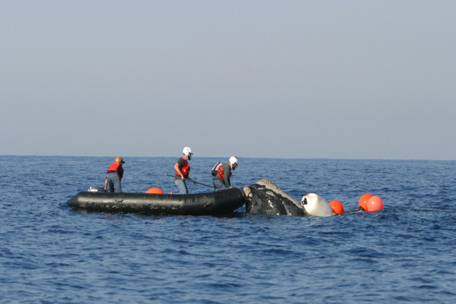 La baleine empêtrée dans du cordage se dirige vers les eaux américaines
