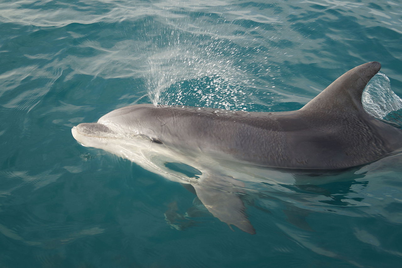 Les baies bretonne et normande accueillent la plus grande population de dauphins d’Europe