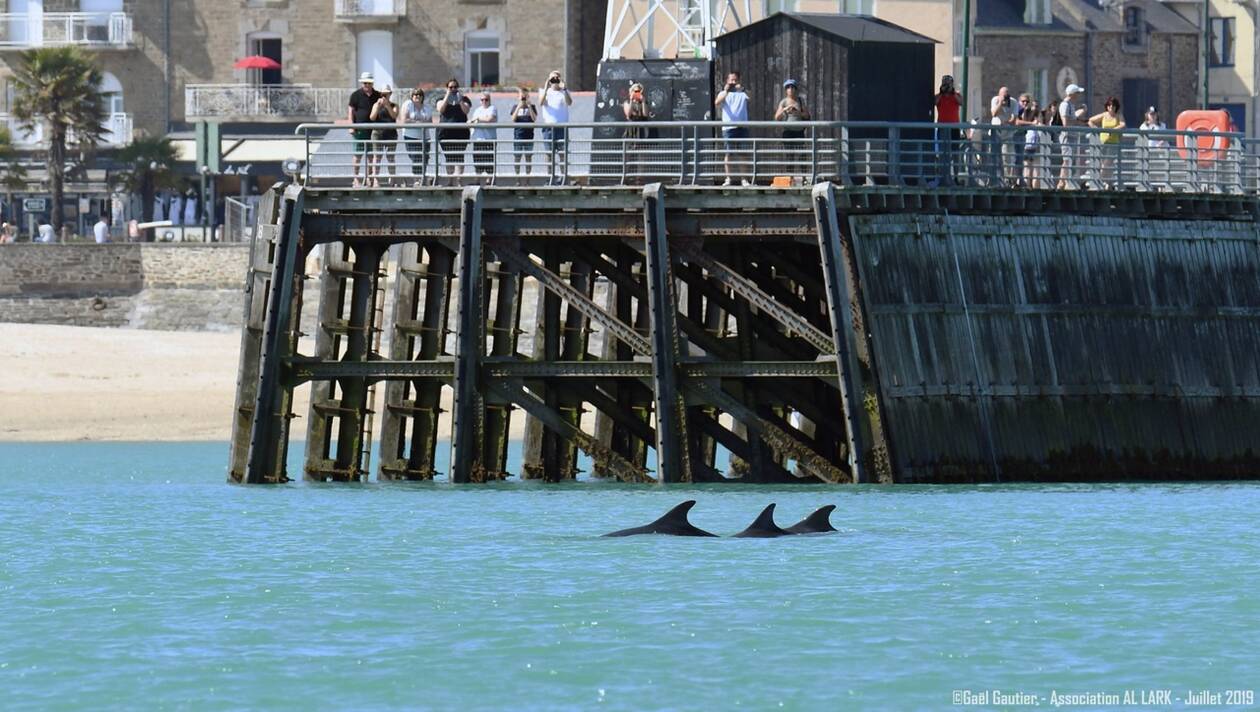 Bretagne – Des dauphins traversent le port de Cancale