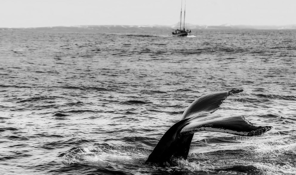 Il ne reste plus que 412 baleines noires dans le monde