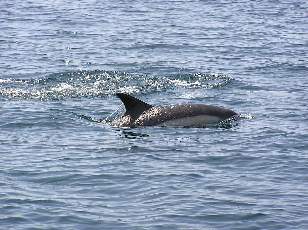 Bretagne – Roscoff. Sauvetage d’un dauphin échoué dans le port