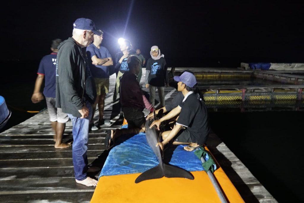 Indonésie : des dauphins confisqués au Melka Hotel