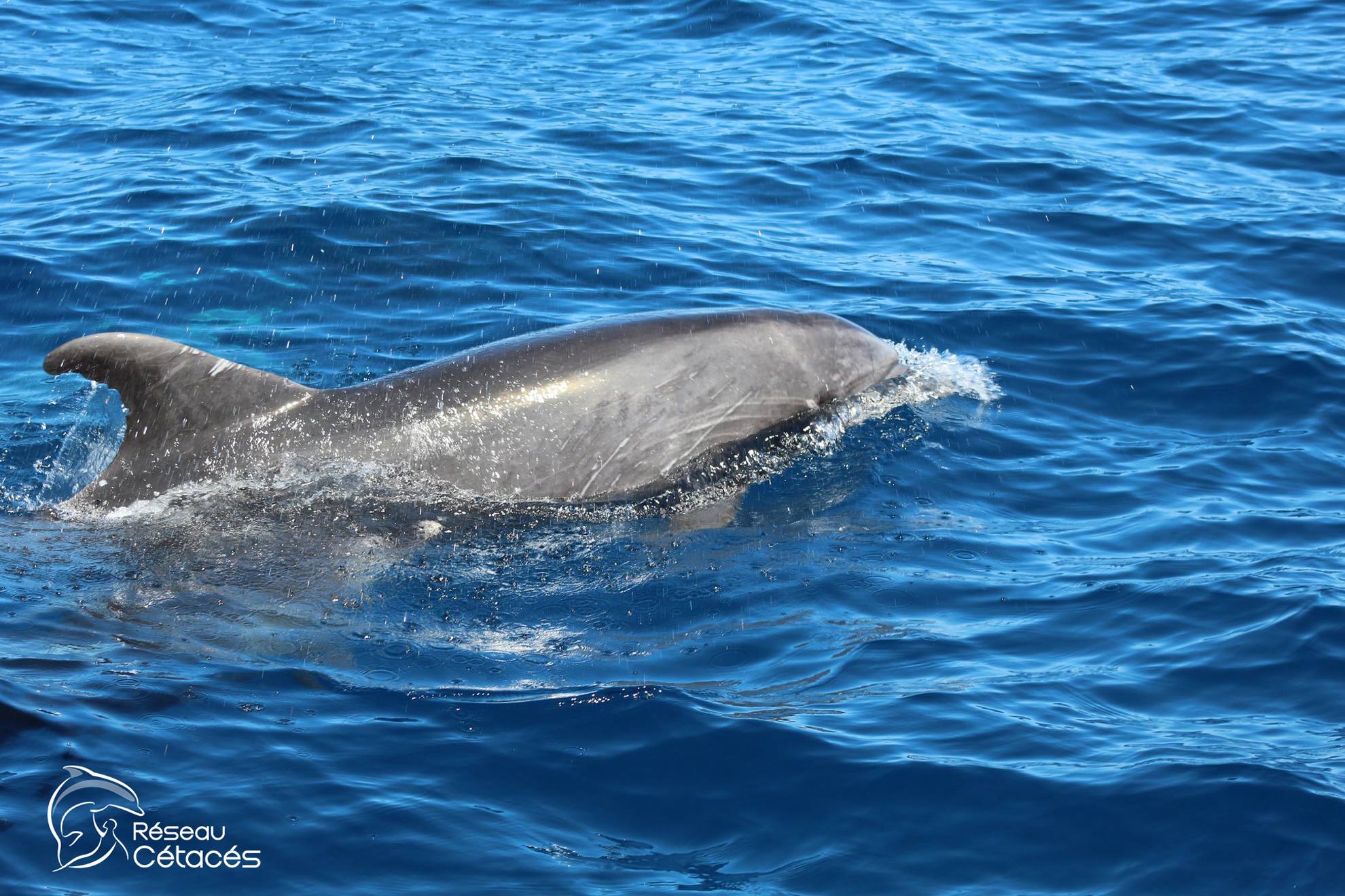 Haïti – Environnement : Appel à la protection des grands dauphins près des côtes haïtiennes