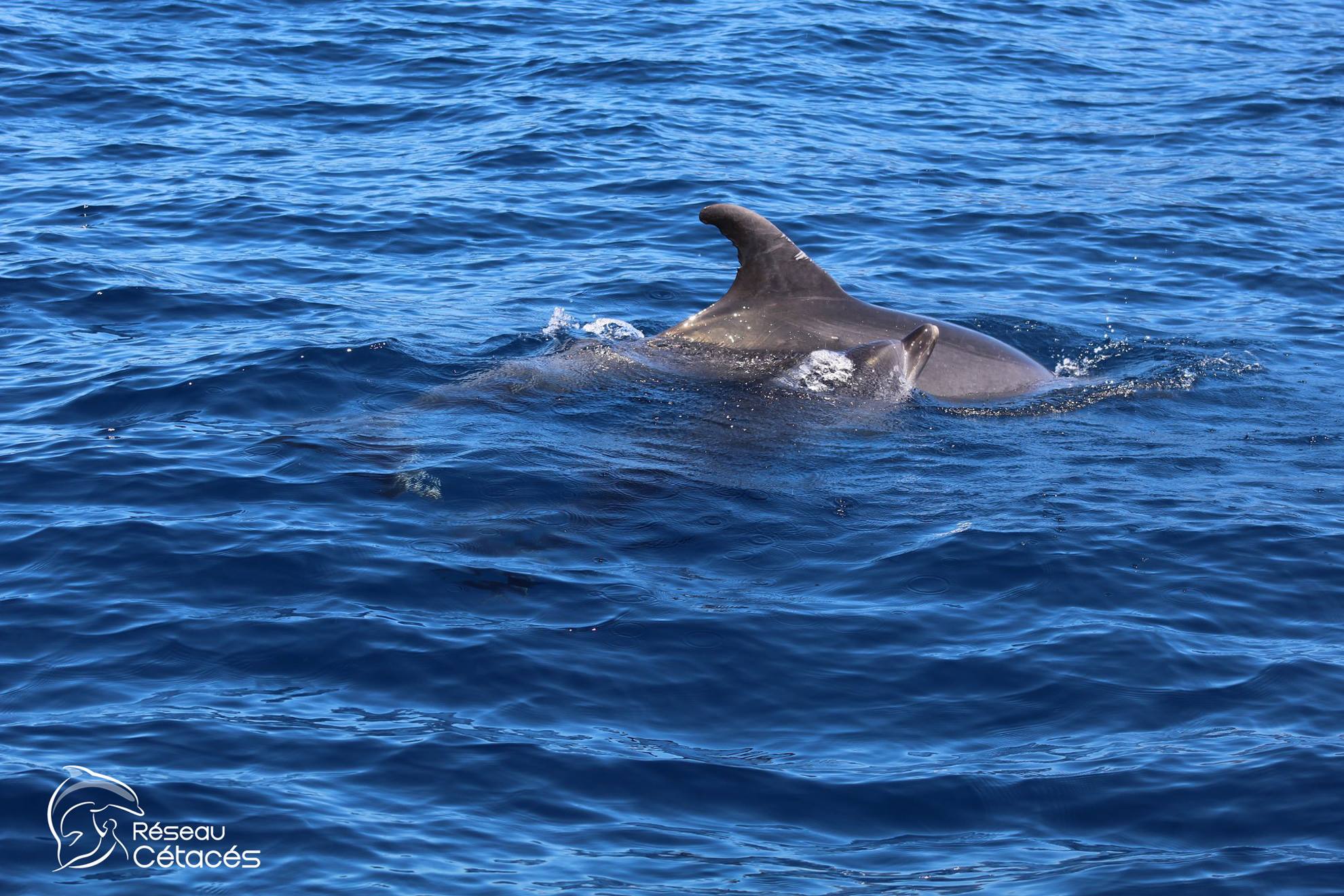 Italie : des dauphins décimés par la rougeole et la pollution