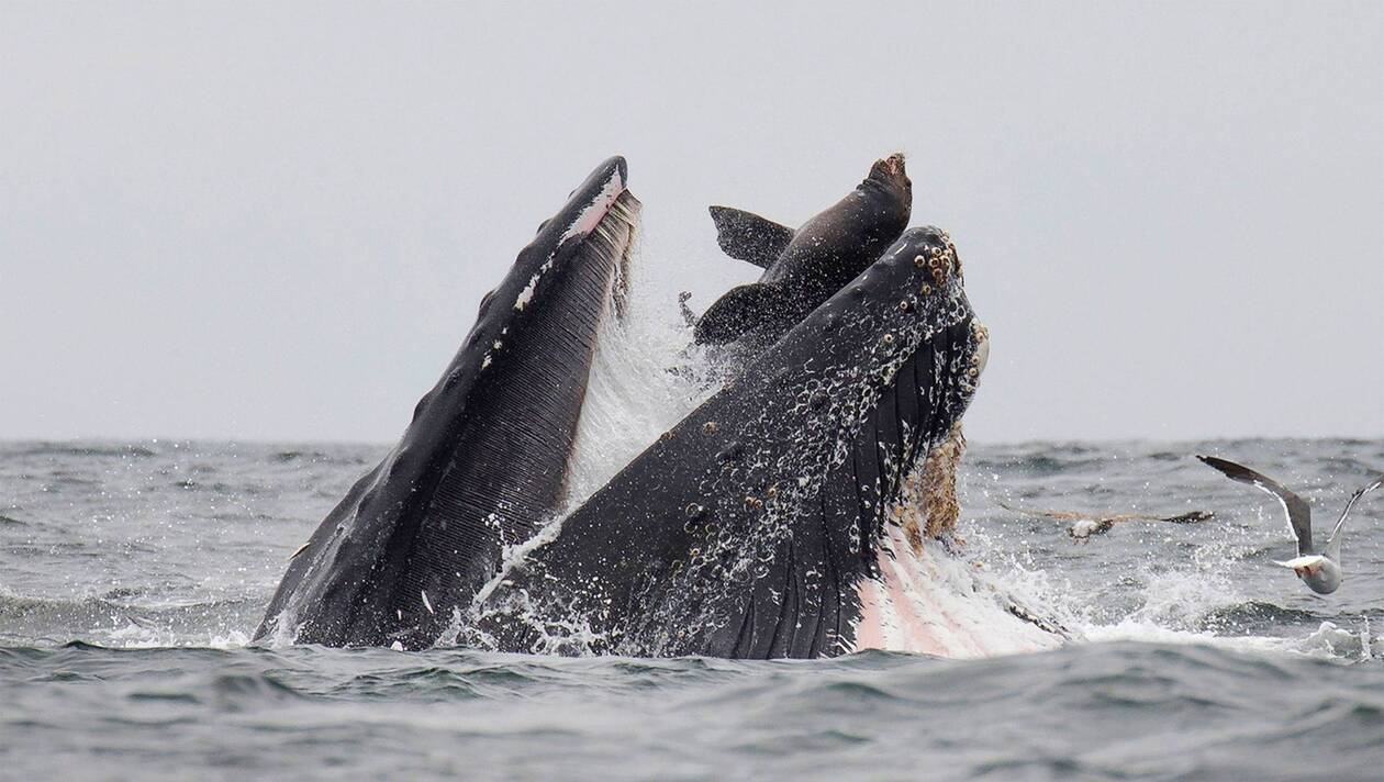 Californie – Lion de mer happé par une baleine : qu’est devenue l’otarie ?