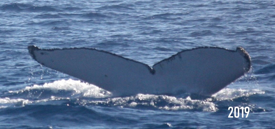 Neuf ans après, la baleine Elen revient à La Réunion