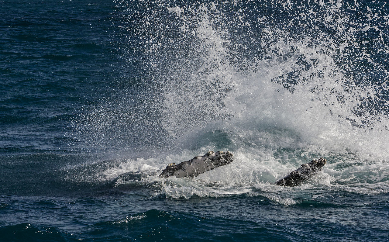 Une baleine échouée sur une plage du Pérou remise à l’eau par onze hommes