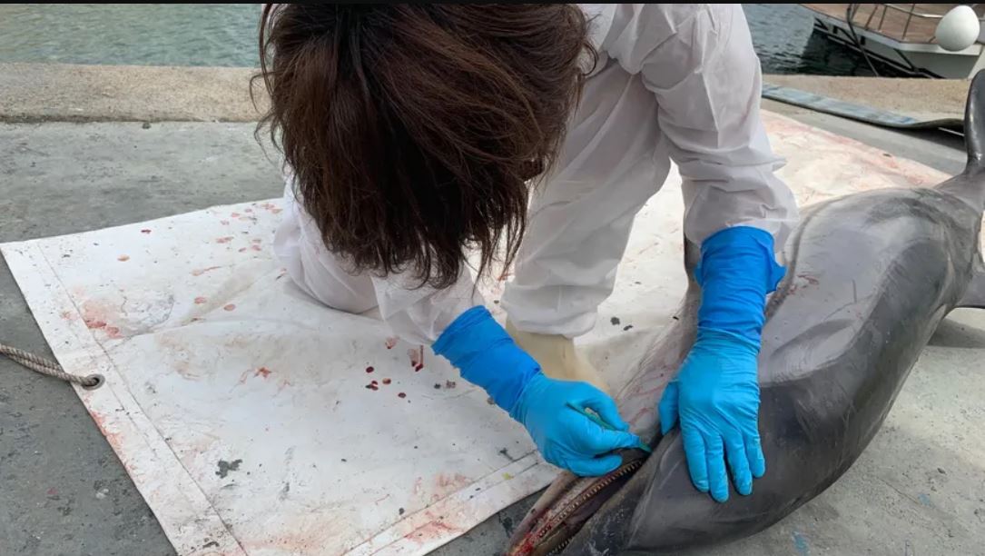 Y a-t-il une épidémie de rougeole chez les dauphins au large de la Corse ?