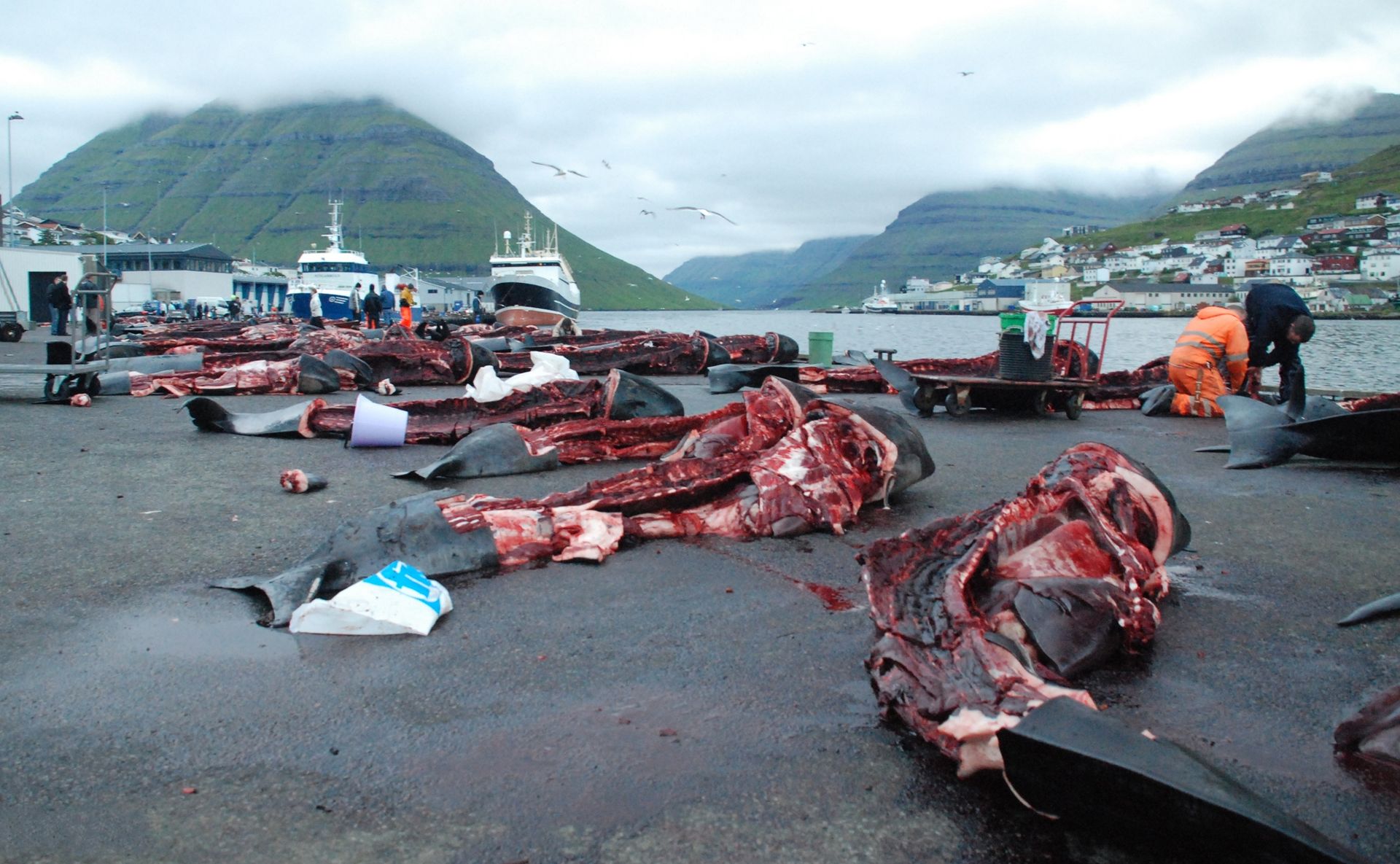 Les images insoutenables de Hugo Clément, témoin du massacre de dauphins aux Îles Féroé