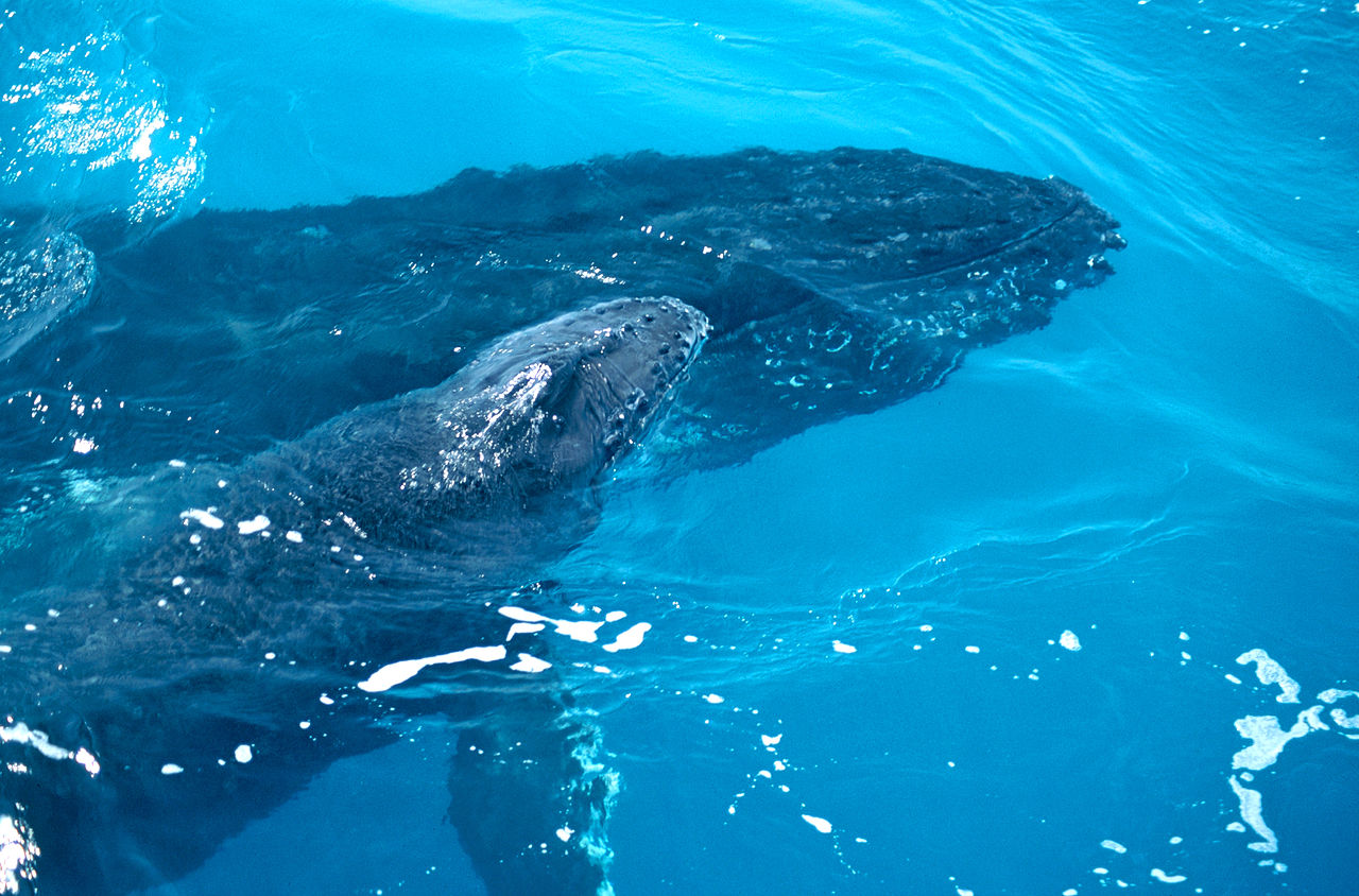 Ile de la Réunion – Le chant des baleines !