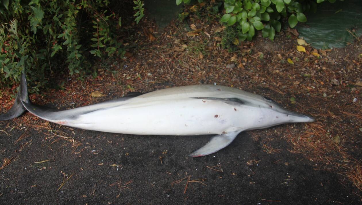 Bretagne, Lannion. Un dauphin blessé s’échoue à Beg Léguer